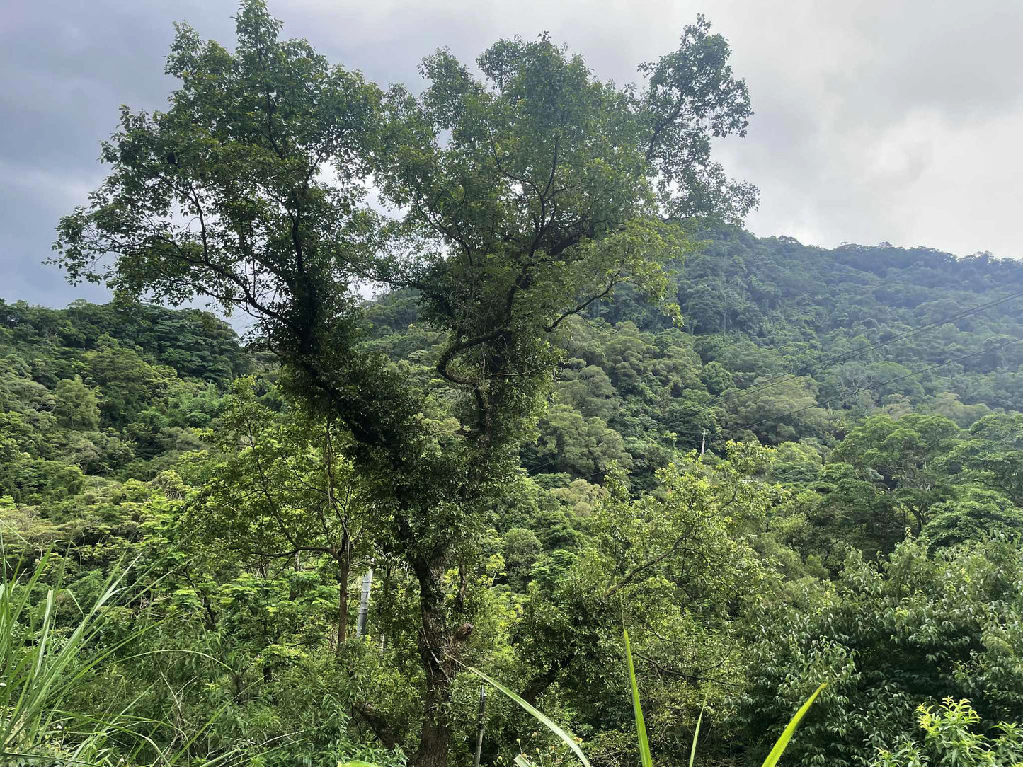 Tie Guan Yin aus Muzha Taiwan
